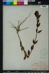 Chiococca parvifolia image