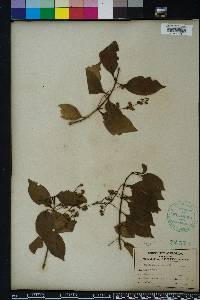 Chiococca alba image