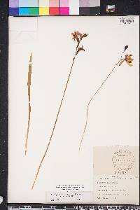 Calopogon tuberosus image