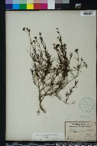 Stenaria nigricans image