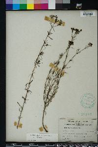 Stenaria nigricans image