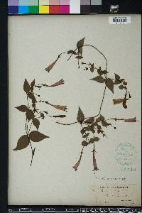 Manettia cordifolia image