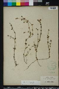 Hedyotis uniflora image