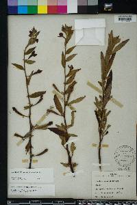 Ludwigia octovalvis image