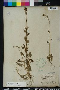 Lobelia homophylla image