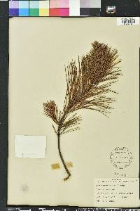 Pinus clausa image