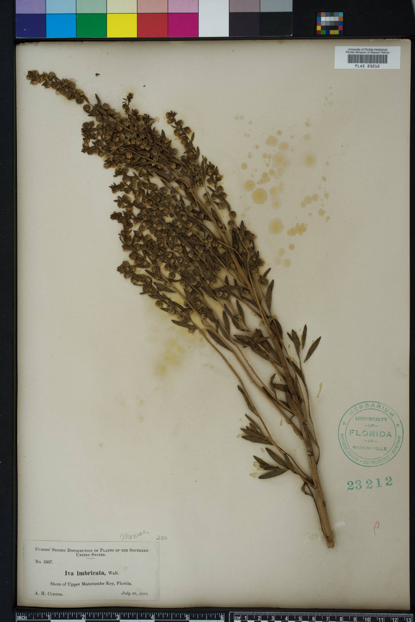 Iva imbricata image