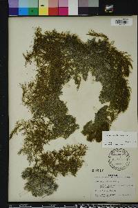 Ceratophyllum demersum image