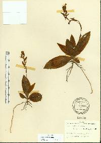 Habenaria distans image