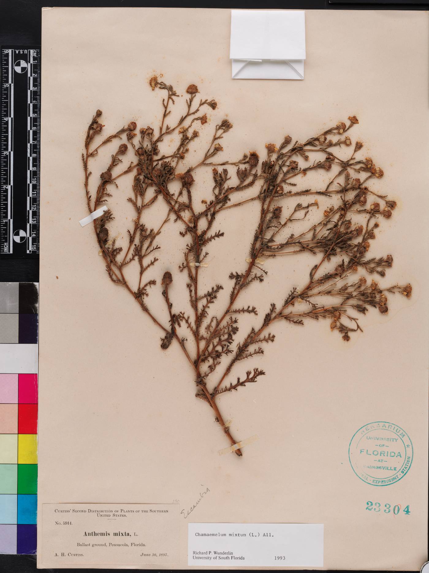 Chamaemelum mixtum image