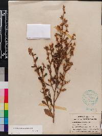 Baccharis glomeruliflora image