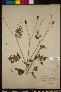 Bidens bipinnata image