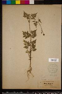 Bidens bipinnata image