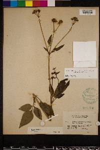 Bidens alba image