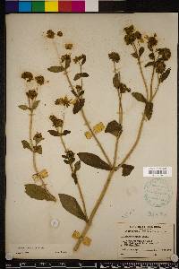 Bidens laevis image