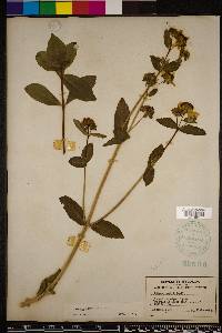 Bidens laevis image