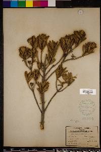 Borrichia arborescens image