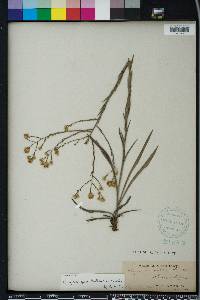 Pityopsis aspera image