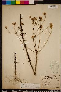 Chrysopsis linearifolia image