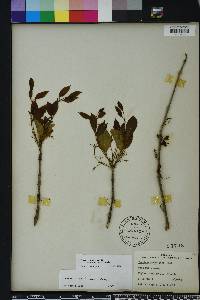 Fraxinus caroliniana image