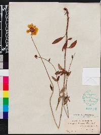 Coreopsis lanceolata image