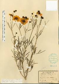 Coreopsis tinctoria image