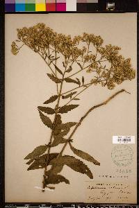 Eupatorium album image