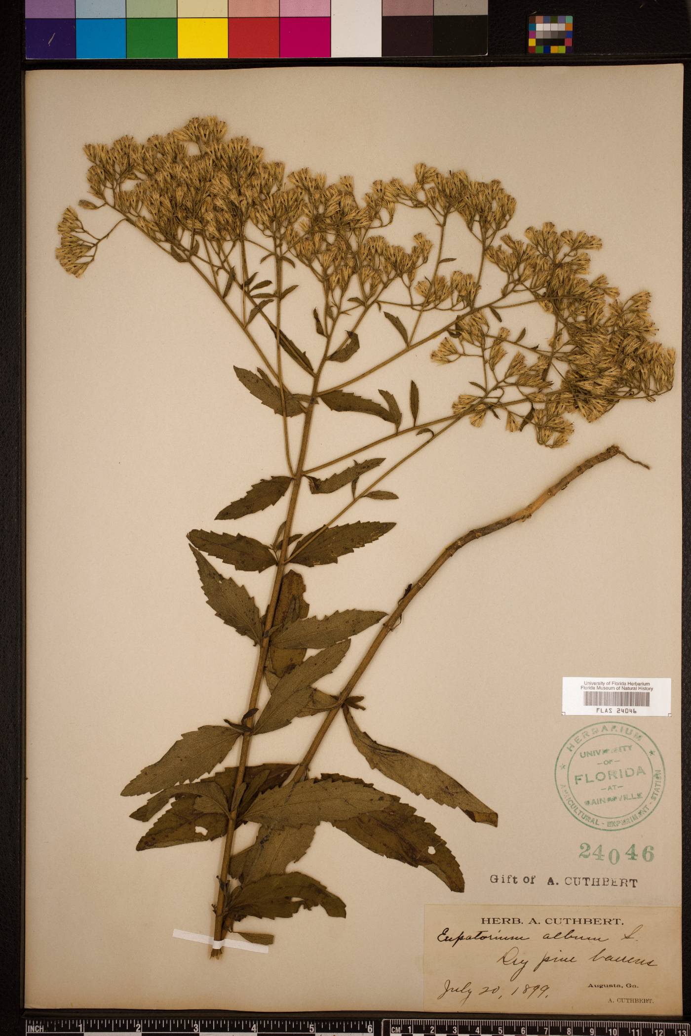 Eupatorium album image