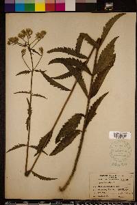 Eupatorium album image