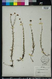 Sclerolepis uniflora image