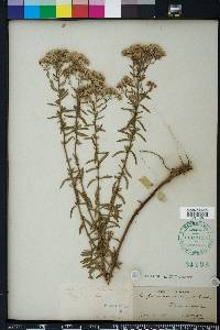 Eupatorium mohrii image