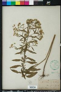 Eupatorium semiserratum image