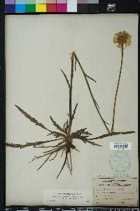 Helenium pinnatifidum image