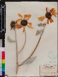 Helianthus argophyllus image