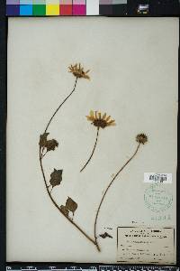 Helianthus debilis image