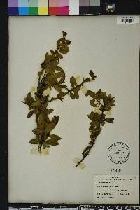 Ilex vomitoria image