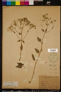 Ageratina jucunda image