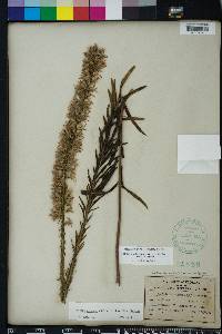 Liatris elegans image