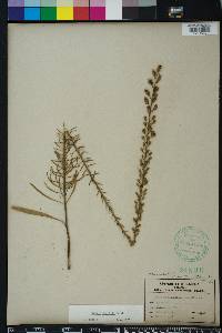 Liatris gracilis image