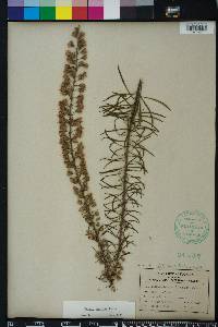 Liatris gracilis image