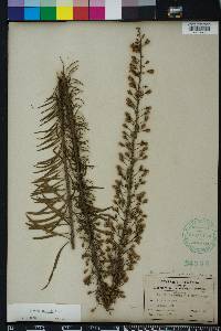 Liatris gracilis image