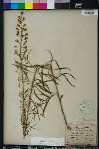 Liatris gracilis image