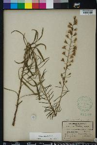 Liatris gracilis image