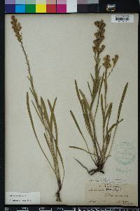 Liatris garberi image