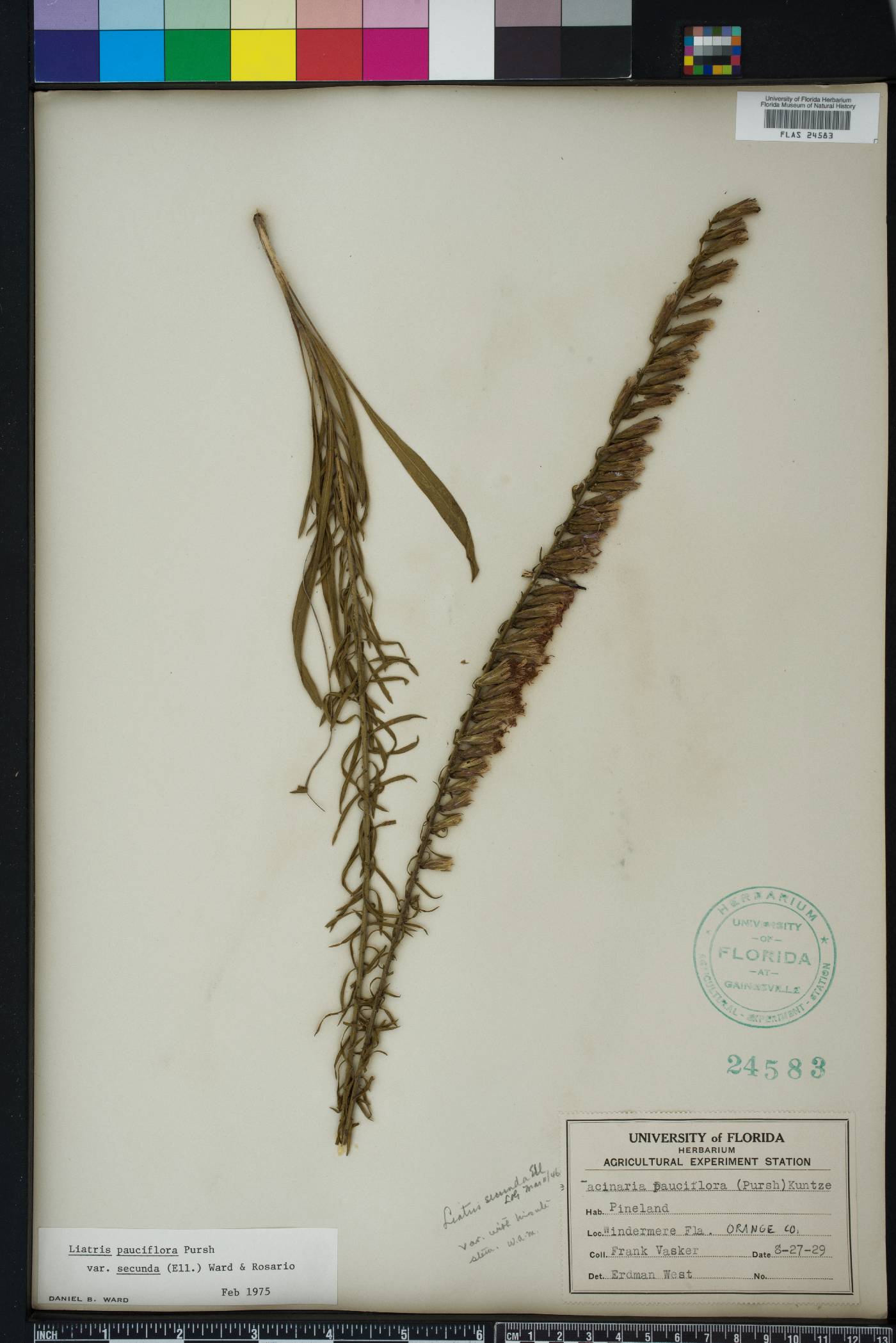 Liatris pauciflora image