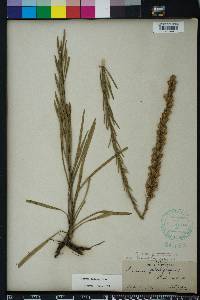 Liatris garberi image