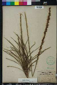 Liatris tenuifolia image