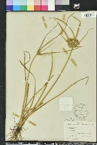 Cyperus distinctus image