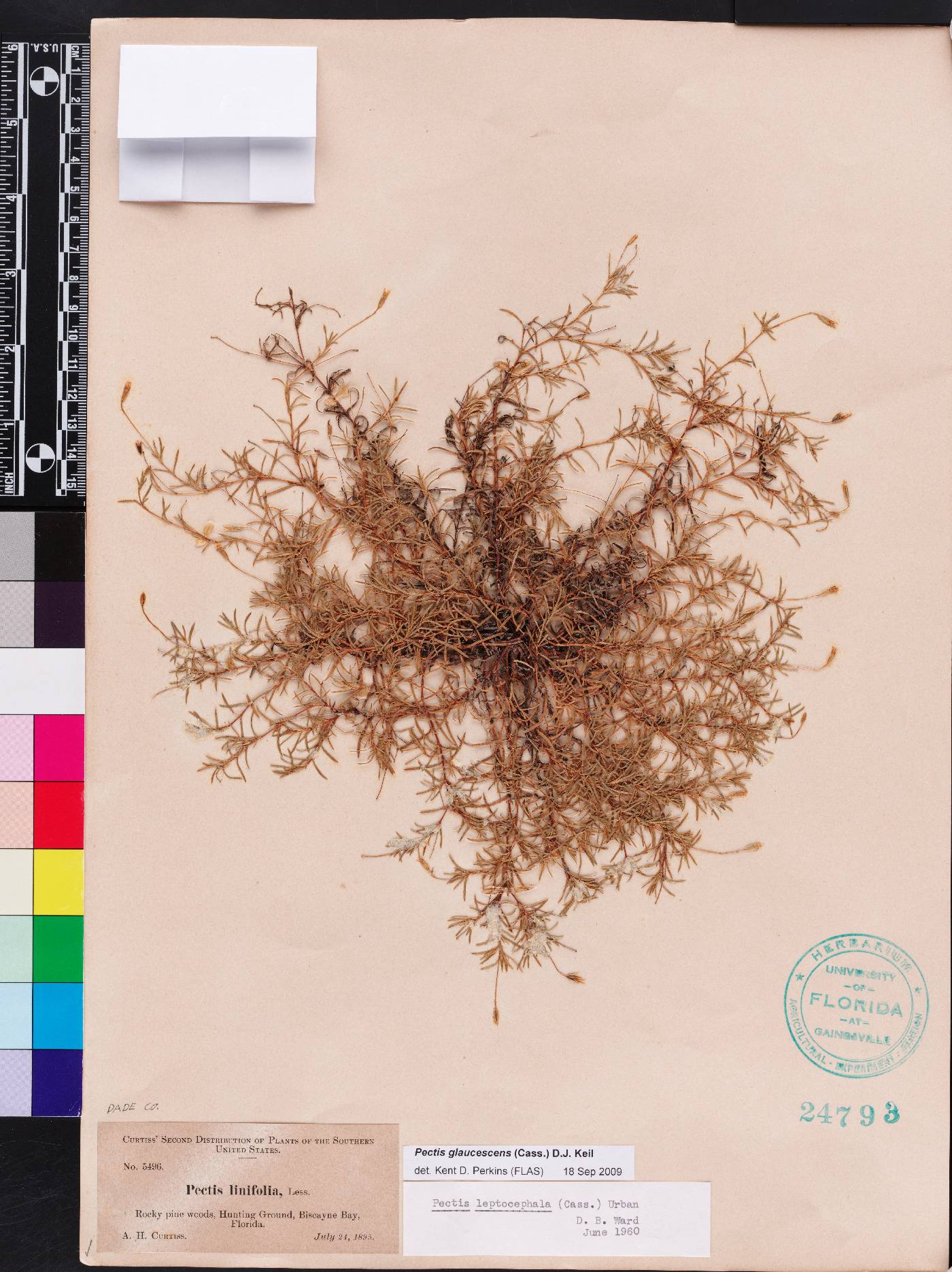 Pectis glaucescens image