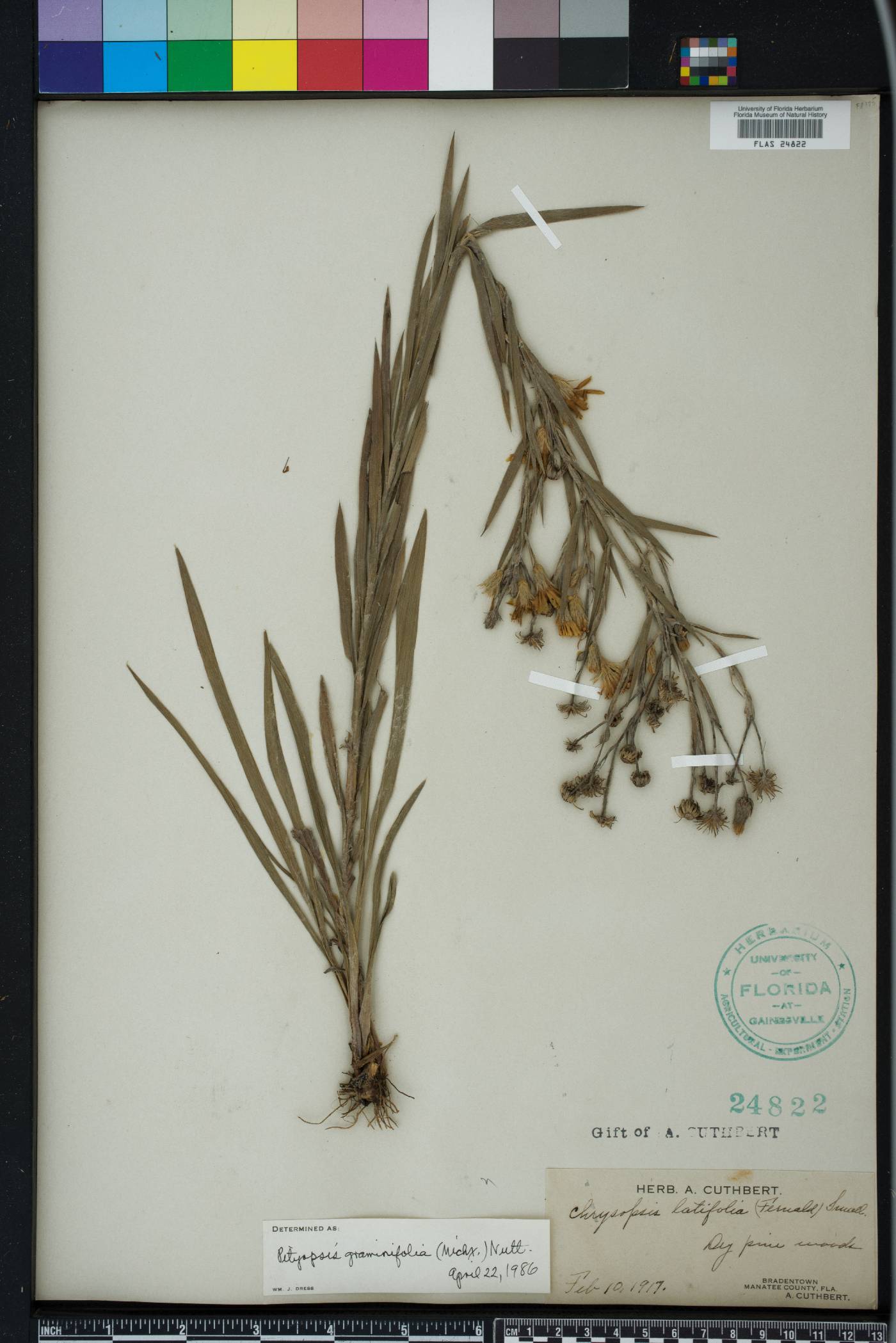 Pityopsis graminifolia image